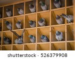 Homing Pigeons Sitting In A...