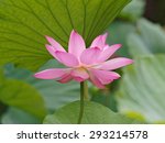 Close Up Of A Lotus Flower And...