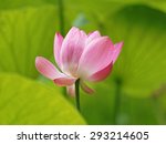 Close Up Of A Lotus Flower And...