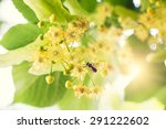 Blooming Linden  Lime Tree In...