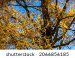 Small photo of Tamarack (Larch) tree branches in late October, horizontal
