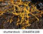 Small photo of Tamarack (Larch) tree branch in late October, horizontal