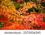 Small photo of Close up of a colorful sugar maple tree in Wisconsin, horizontal