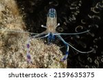 Small photo of A selective focus closeup macro shot of a pederson cleaner shrimp posing for the camera next to some anemone near a tropical coral reef in the Cayman Islands