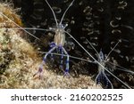 Small photo of A selective focus closeup macro shot of a pair of pederson cleaner shrimps posing for the camera next to some anemone near a tropical coral reef in the Cayman Islands