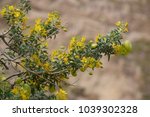 Small photo of Wild plant with yellow flowers and pods. The bladder pod plant is abundant in the upland areas of Panorama Vista Preserve, Bakersfield, CA. It is in full bloom this spring season, March 2018.