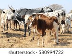A herd of multi-colored Nguni cows standing on dry grass in South Africa