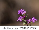 Small photo of Honesty or annual honesty flowering plant. Pink flowers. Also called silver dollar, money plant, penny flower or moonwort. Lunaria annua.