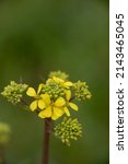 A Common Giant Mustard...