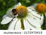 Bumblebee On An Echinacea...
