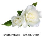 White rose flowers isolated on...