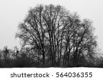 Small photo of Croon tree without leaves. Cloudy winter day.