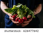 Organic fresh harvested vegetables. Farmer's hands holding fresh radish, closeup.