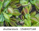 Carnivore plants Venus Flytrap.  Multiple spiky traps on the leaves of a green and red Venus fly trap. Insect trapping and eating plant. Dionae Muscipula