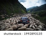 A flock of sheep on a mountain road formed a traffic jam. A car with tourists stands in the middle of a dense stream of animals. Mountain landscape panorama. Rocks and gorge, rural scene
