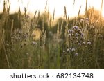 Prairie Grass And Flowers...