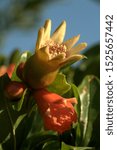 Small photo of Pomegranate flower and incipient fruit in Tuscan garden, region of Florence