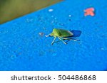 A Closeup Of A Green Stink Bug...