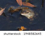 A Common Frog  Rana Temporaria  ...