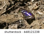 A Rare Purple Emperor Butterfly ...