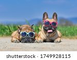 Adorable cute happy French Bulldog dogs wearing sunglasses in summer in front of meadow and blue sky on hot day