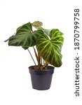 Small photo of Exotic 'Philodendron Verrucosum' houseplant with dark green veined velvety leaves in flower pot isolated on white background