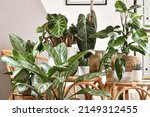 Urban jungle. Different tropical houseplants like Philodendron or Chinese Evergreen in basket flower pots on wooden tables