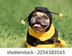 Small photo of Cute happy French Bulldog dog in poncho bee costume