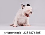 Yawning black and white pied French Bulldog dog puppy 