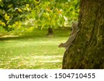 Cute Grey Squirrel In The Park