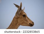 Head shot profile portrait of a young Nubian ibex by the dead sea in Israel.