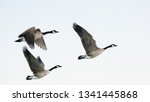 Three Canadian Geese Flying  In ...