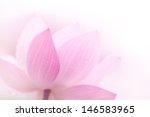 Closeup On Lotus Petal Shallow...