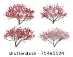 Blooming Plum Tree  Isolated On ...
