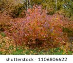 Autumn Colorful Red Bushes In...