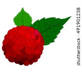raspberry | Shutterstock .eps vector #491901238