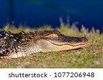 5 foot alligator sleeping/sunbathing on shore near gator lake in St. Andrews State Park
