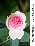 Small photo of Pink roses, "Jasmina" roses