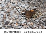 A female killdeer plover on her birds nest in a bed of rock to hide the egg from preditors