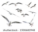 Set of  flying seagulls isolated on white background.