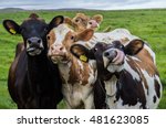 Four funny cows looking at the camera