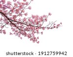 Pink cherry blossom blooming on white background.