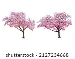 Sakura tree in spring isolated on white background.