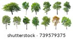 Collection of isolated trees on ...