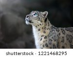 Snow Leopard Portrait Close Up...