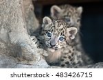Snow Leopard Baby Portrait
