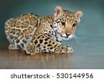 stock-photo-beautiful-baby-jaguar-lay-funny-530144956.jpg