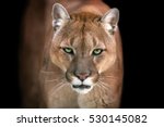 Puma  cougar portrait isolated...