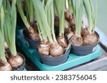 Small photo of Expulsion of bulbous crops. Potted Hyacinths, Flower Center Sale in Spring for Holiday.Green hyacinth sprouts of three bulbs in a small pot are ready for sale. Copy space