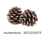Two Brown Pine Cones With White ...
